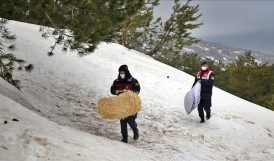 Jandarma Kış Aylarının Çetin Geçtiği Dağlarda Yaban Hayvanlarını Aç Bırakmıyor