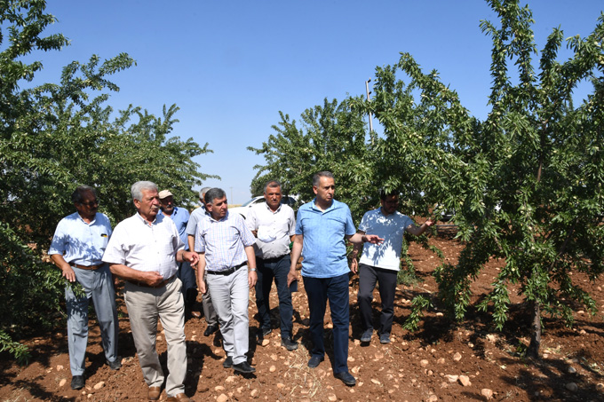 Vali Mahmut Çuhadar, Adıyaman’ın Meyve Fidanı Üretim Merkezi Bozhüyük Köyü’nde…