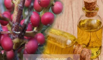 Çitlembik (Menengiç) meyvesinin yararları nelerdir? Çitlembik yağı ne işe yarar?