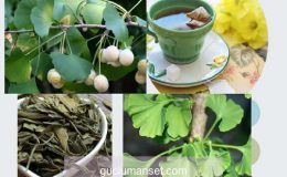 Ginkgo biloba bitkisinin faydaları nelerdir? Gingo biloba çayı nasıl yapılır?