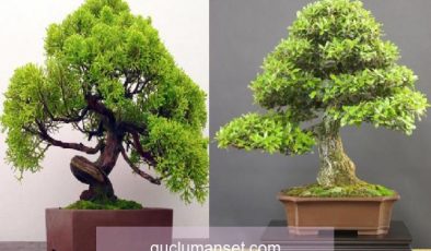 Bonsai ağaç nasıl yetiştirilir? Bonsai ağaç bakımı nasıl yapılır Bonsai ağaç özellikleri