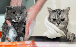 Kediler yıkanır mı? Kediler nasıl yıkanır? Kedileri yıkamak zararlı mı?