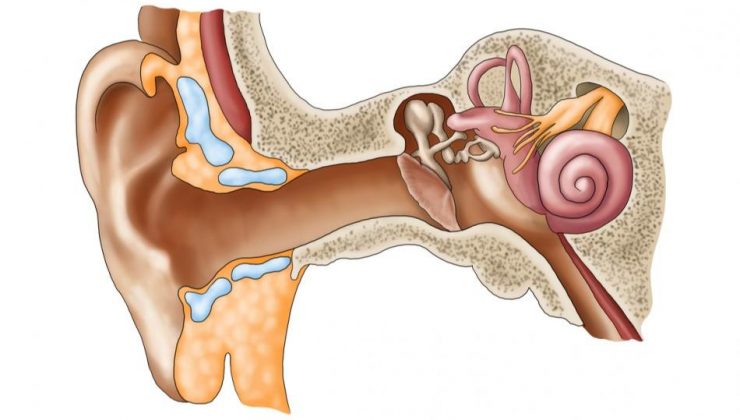 Kulak zarı ne işe yarar? Kulak zarı nasıl patlar? Kulak çubuğu kulak zarını patlatır mı?