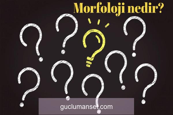 Morfoloji nedir ve neyi inceler? Morfoloji TDK anlamı nedir? Morfoloji hakkında kısaca bilgiler