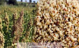 Kinoa nedir ve kinoa nasıl tüketilir? Kinoa pişirmenin püf noktaları! Kinoalı 2 tarif