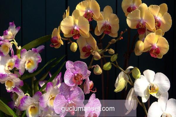 En kolay orkide bakımı nasıl yapılır? Evde orkide nasıl sulanır? Orkideleri canlandıran yöntem